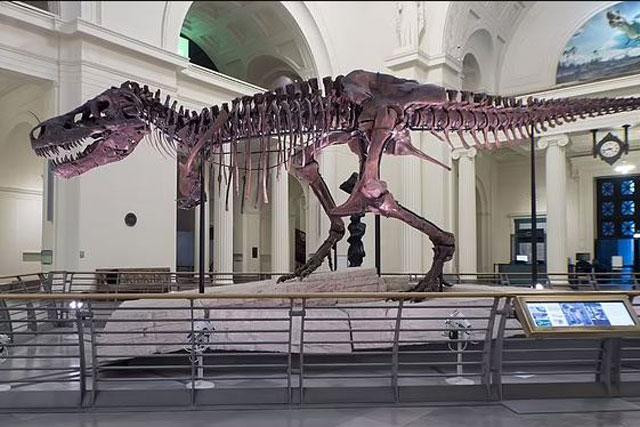 Mẫu hóa thạch khủng long bạo chúa.