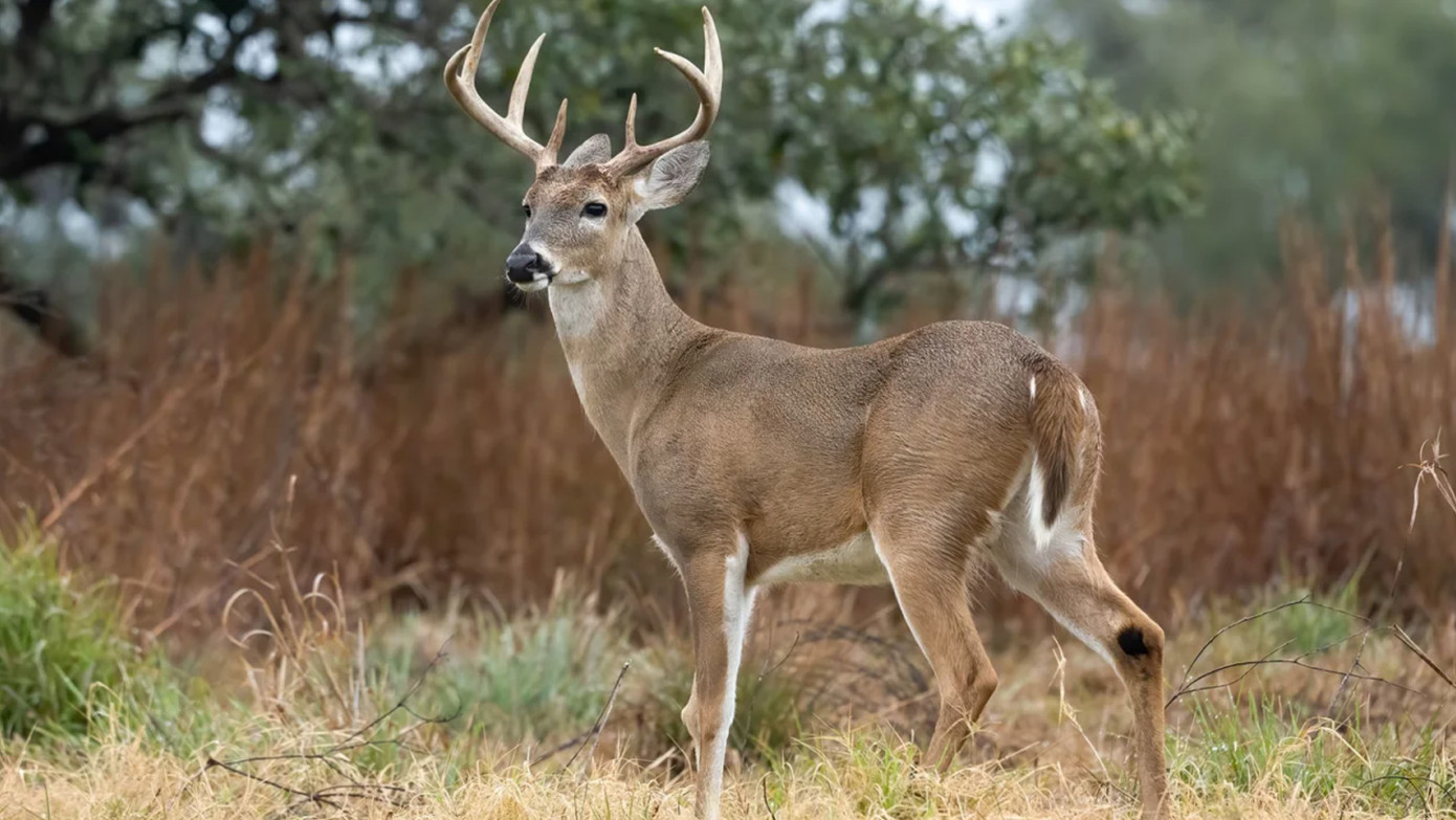 Một con hươu đực đuôi trắng gần Công viên bang Goose Island ở Texas, Mỹ. Ảnh: Getty Images/CNN