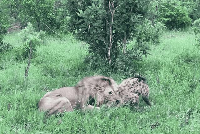 Chú linh cẩu bị sư tử cắn chặt vào cổ.