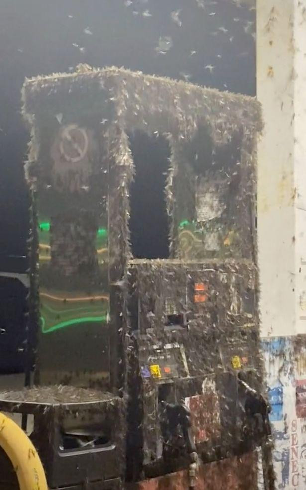 Ruồi bâu kín cây xăng Ruồi bâu kín cây xăng