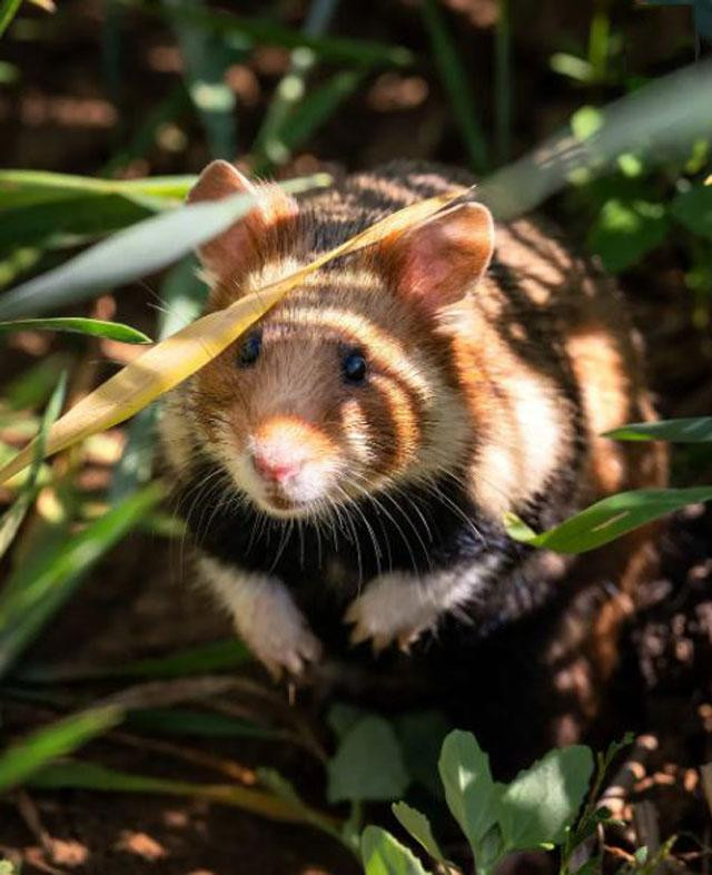 Một con chuột lang Alsace lớn đang khám phá thiên nhiên sau khi được thả tự do trong chương trình phục hồi loài động vật này ở miền Đông Ernolsheim-Bruche, Pháp. Trước đó, các nhà khoa học đã thả 60 con cùng loại trên các mảnh đất trồng ngũ cốc. Ảnh: Patrick Hertzog. Một con chuột lang Alsace lớn đang khám phá thiên nhiên sau khi được thả tự do trong chương trình phục hồi loài động vật này ở miền Đông Ernolsheim-Bruche, Pháp. Trước đó, các nhà khoa học đã thả 60 con cùng loại trên các mảnh đất trồng ngũ cốc. Ảnh: Patrick Hertzog.