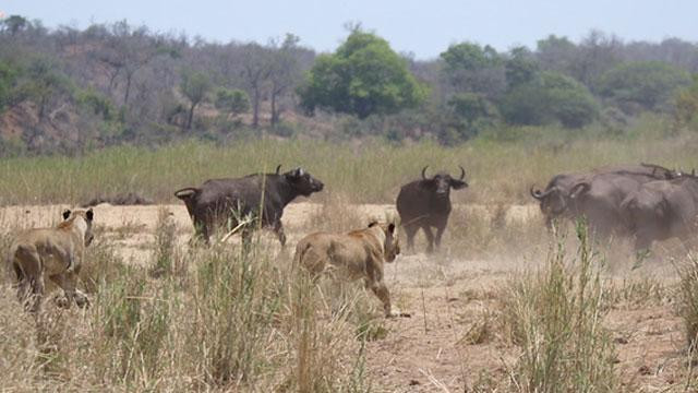 Cuộc tấn công bất ngờ từ phía sau của những con sư tử đã khiến bầy trâu hoảng loạn và bỏ chạy về phía rừng cây. Cuộc tấn công bất ngờ từ phía sau của những con sư tử đã khiến bầy trâu hoảng loạn và bỏ chạy về phía rừng cây.
