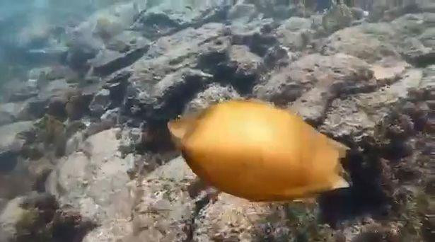 Quả trứng cá mập trôi nổi giữa đại dương và được anh Erivaldo phát hiện.