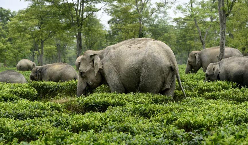 Đàn voi hoang dã gặm cỏ trong trang trại trà Letekujan ở quận Golaghat thuộc Assam, đông bắc Ấn Độ Ảnh: Anadolu Agency. Đàn voi hoang dã gặm cỏ trong trang trại trà Letekujan ở quận Golaghat thuộc Assam, đông bắc Ấn Độ Ảnh: Anadolu Agency.