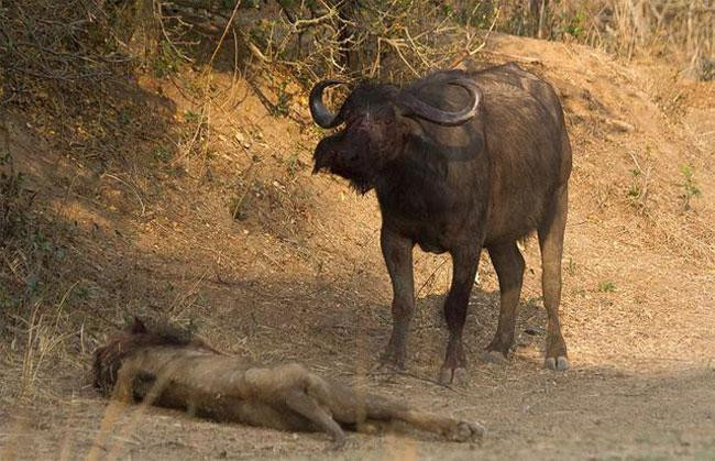 Trong khi đó, con trâu cũng dừng lại một lát để xem xét tình hình. Trong khi đó, con trâu cũng dừng lại một lát để xem xét tình hình.