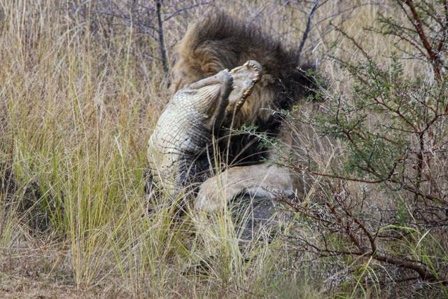 Thậm chí, con cá sấu còn suýt mất mạng khi bị sư tử đực cắn vào cổ. Thậm chí, con cá sấu còn suýt mất mạng khi bị sư tử đực cắn vào cổ.