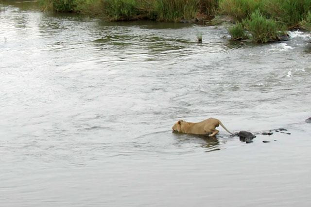 Trước đó, chú sư tử đã quyết định vượt sông và không hề hay biết nó đã rơi vào tầm ngắm của con cá sấu. Trước đó, chú sư tử đã quyết định vượt sông và không hề hay biết nó đã rơi vào tầm ngắm của con cá sấu.