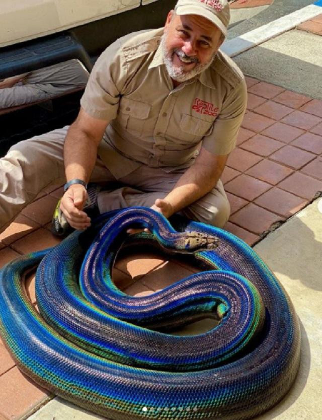 Rắn khổng lồ có màu da lấp lánh như cầu vồng vô cùng quý hiếm. Rắn khổng lồ có màu da lấp lánh như cầu vồng vô cùng quý hiếm.