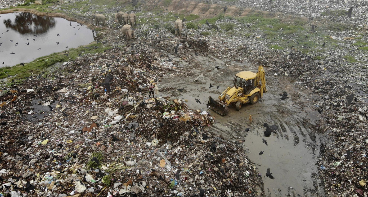 20 con voi đã chết vì ăn rác thải nhựa trong 8 năm