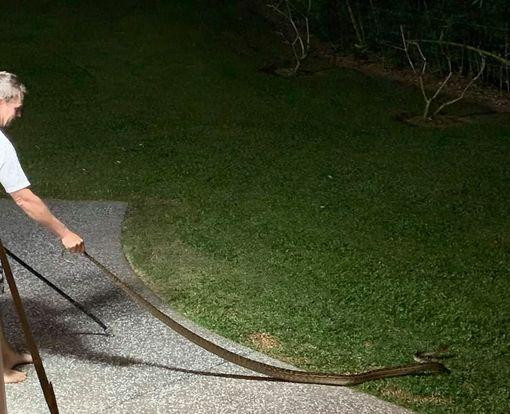 Con trăn sau đó được thả về với tự nhiên.