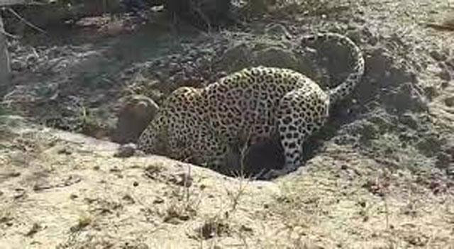 Báo đào hang săn lợn. Báo đào hang săn lợn.