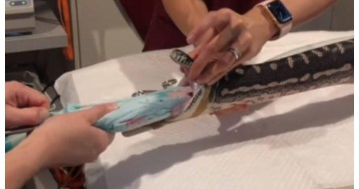 Chiếc khăn đang được kéo từ bụng trăn qua đường miệng để ra ngoài.