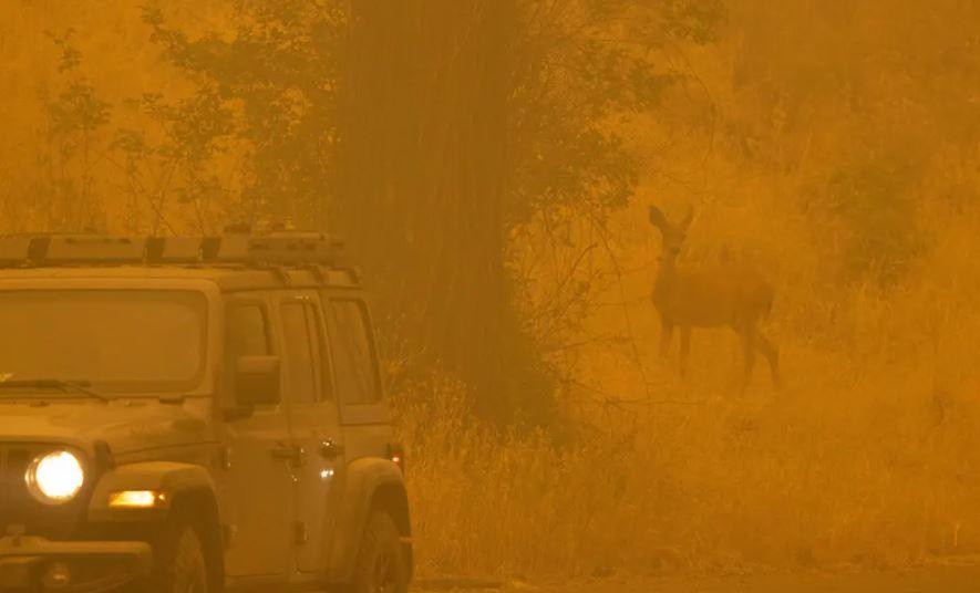 Một con hươu “ẩn hiện” trong đám khói cháy rừng ở Klamath, Yreka, California, Mỹ. Ảnh: David McNew. Một con hươu “ẩn hiện” trong đám khói cháy rừng ở Klamath, Yreka, California, Mỹ. Ảnh: David McNew.