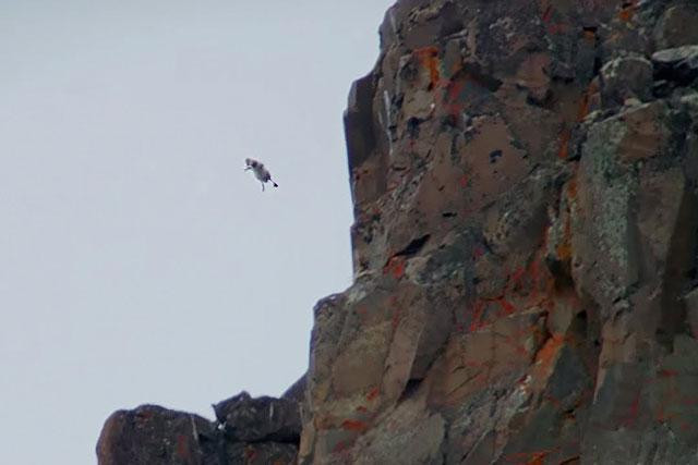 Ngỗng con lao xuống vách đá.