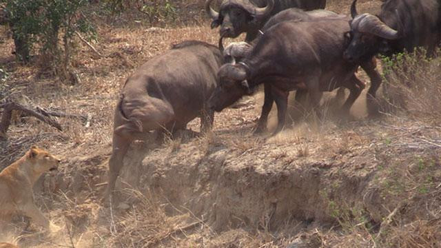 Trước sức ép của bầy trâu rừng, đàn sư tử đành phải buông bỏ con mồi. Trước sức ép của bầy trâu rừng, đàn sư tử đành phải buông bỏ con mồi.