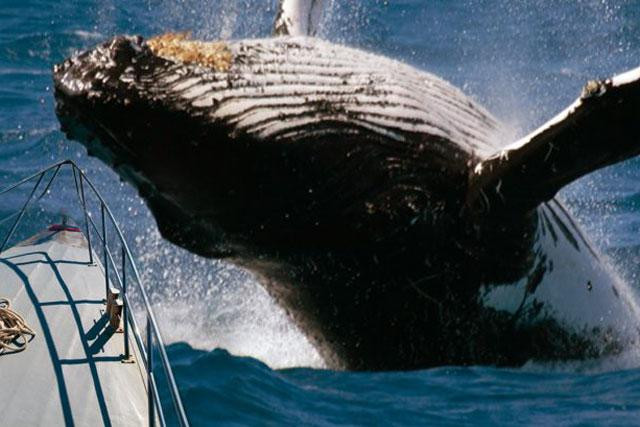 Cá voi có kích thước khổng lồ nhưng thực quản rất nhỏ.