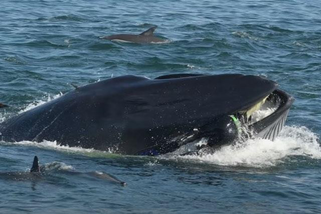 Người thợ lặn ở Nam Phi rơi vào miệng cá voi.