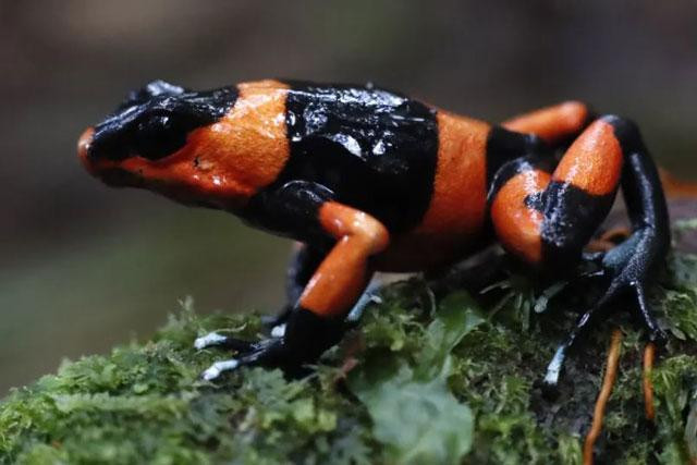 Một con ếch độc Lehmann (Oophaga lehmanni) được thả ở Thái Bình Dương thuộc bộ phận Valle del Cauca, Dagua, Colombia. Ảnh: Ernesto Guzman Jr. Một con ếch độc Lehmann (Oophaga lehmanni) được thả ở Thái Bình Dương thuộc bộ phận Valle del Cauca, Dagua, Colombia. Ảnh: Ernesto Guzman Jr.