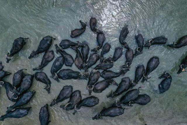 Đàn trâu rừng tắm mát tại một khu bảo tồn động vật hoang dã thuộc xã Karaoglan, huyện Mustafakemalpasa, tỉnh Bursa, Thổ Nhĩ Kỳ. Ảnh: Anadolu Agency. Đàn trâu rừng tắm mát tại một khu bảo tồn động vật hoang dã thuộc xã Karaoglan, huyện Mustafakemalpasa, tỉnh Bursa, Thổ Nhĩ Kỳ. Ảnh: Anadolu Agency.