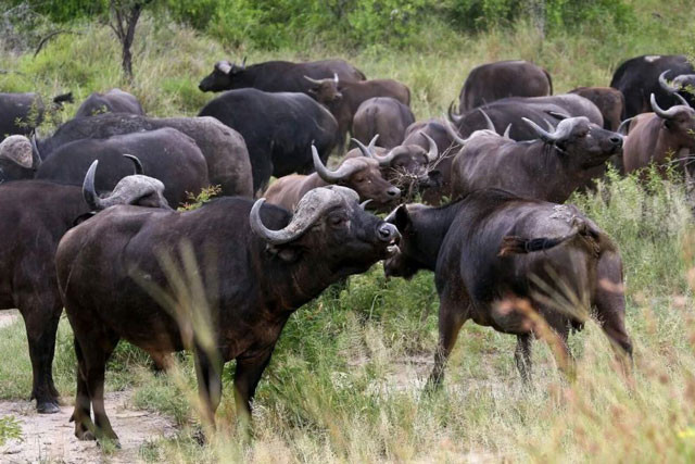 Trong những tháng mùa mưa, Vùng Lowveld của Nam Phi trở nên cực kỳ phì nhiêu và là điều kiện tốt để các loài thực vật phát triển mạnh mẽ. Đây cũng chính là điều thu hút rất nhiều các loài động vật ăn cỏ tìm tới.