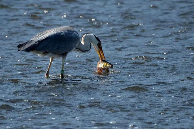 Diệc xám săn cá trên sông Vltava thuộc Prague, Cộng hòa Séc. Ảnh: Slavek Rut. Diệc xám săn cá trên sông Vltava thuộc Prague, Cộng hòa Séc. Ảnh: Slavek Rut.