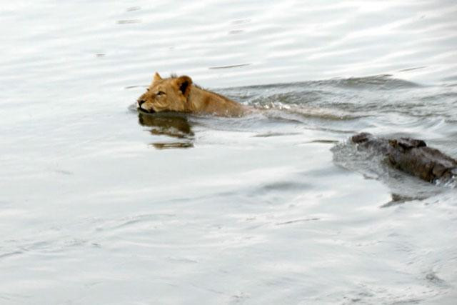 Khi đã áp sát, con cá sấu liền tấn công. Khi đã áp sát, con cá sấu liền tấn công.