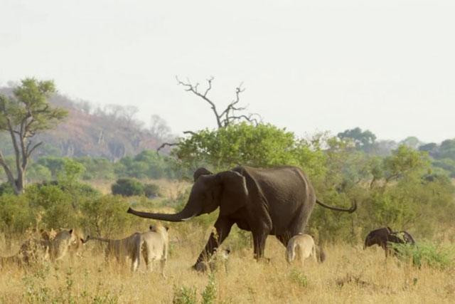Bầy sư tử cố gắng bắt voi con. Bầy sư tử cố gắng bắt voi con.