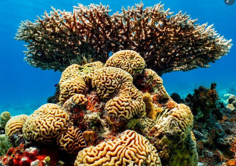 Cấu trúc san hô của loài acropora và thú mỏ vịt tại khu bảo tồn thiên nhiên Eilat ở Israel. Ảnh: Lukasz Larsson Warzecha. Cấu trúc san hô của loài acropora và thú mỏ vịt tại khu bảo tồn thiên nhiên Eilat ở Israel. Ảnh: Lukasz Larsson Warzecha.