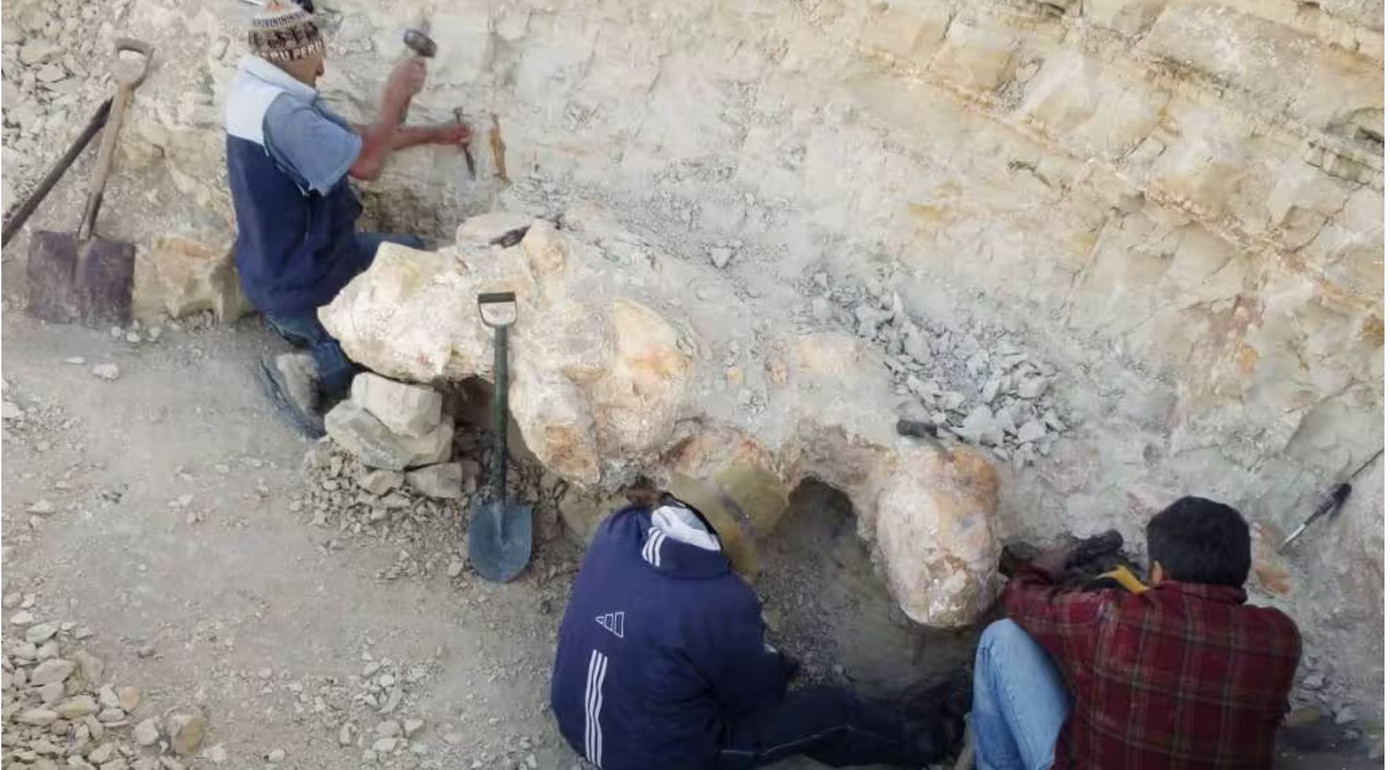 Các nhà khoa học đang tiến hành khai quật hóa thạch của một cá thể P. colossus . Ảnh: Financialexpress