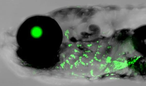 Một yếu tố kiểm soát gen cho sự phát triển tai ngoài của con người cho thấy hoạt động ở mang (màu xanh lá cây) của cá ngựa vằn.