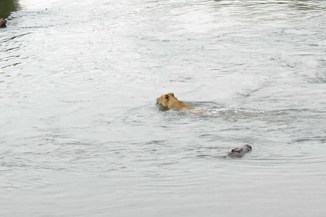 Chờ chú sư tử bơi ra giữa sông, con cá sấu liền đuổi theo và tung ra cú đớp mồi ngay lập tức. Chờ chú sư tử bơi ra giữa sông, con cá sấu liền đuổi theo và tung ra cú đớp mồi ngay lập tức.