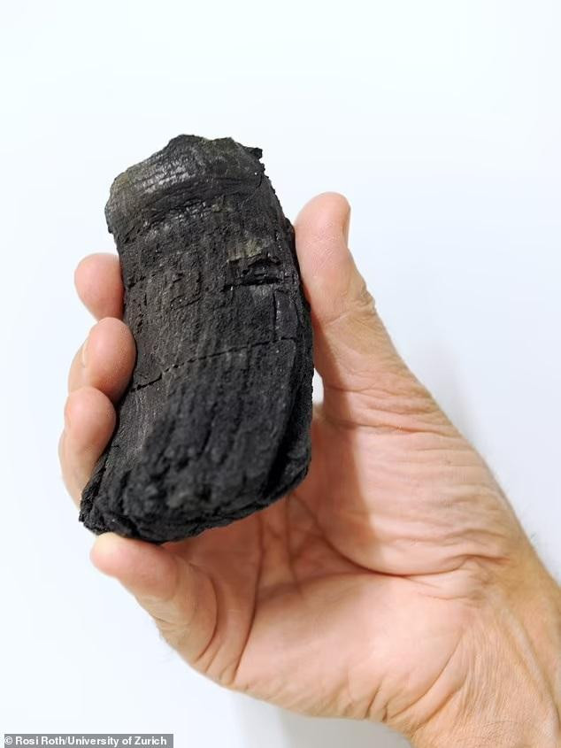 Chân răng của loài Ichthyosaur có đường kính 5,84cm, khiến nó trở thành chiếc răng dày nhất được tìm thấy cho đến nay. Ảnh Daily Mail.