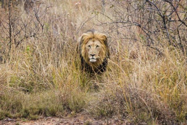Trong khi đó, sư tử cũng là một trong những loài động vật đứng đầu trên tháp thức ăn ở các đồng cỏ ở châu Phi. Vì vậy, cuộc chiến giữa cá sấu và sư tử luôn diễn ra rất ác liệt. Trong khi đó, sư tử cũng là một trong những loài động vật đứng đầu trên tháp thức ăn ở các đồng cỏ ở châu Phi. Vì vậy, cuộc chiến giữa cá sấu và sư tử luôn diễn ra rất ác liệt.