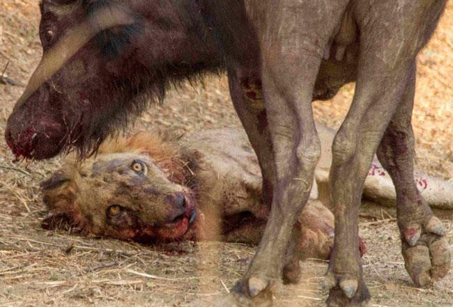 Cuối cùng, con trâu rừng quyết định rời đi. Cuối cùng, con trâu rừng quyết định rời đi.