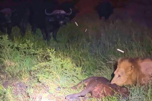 Bầy trâu kéo tới để cố gắng cứu trâu con. Bầy trâu kéo tới để cố gắng cứu trâu con.