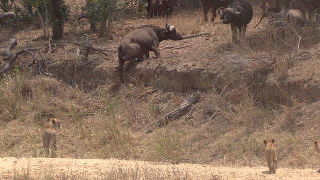 Ngay lập tức, những con sư tử liền áp sát với hy vọng tóm gọn được con trâu. Ngay lập tức, những con sư tử liền áp sát với hy vọng tóm gọn được con trâu.