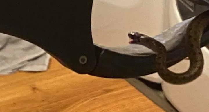 Một trong số 18 con rắn được bắt ra khỏi gầm giường. Một trong số 18 con rắn được bắt ra khỏi gầm giường.