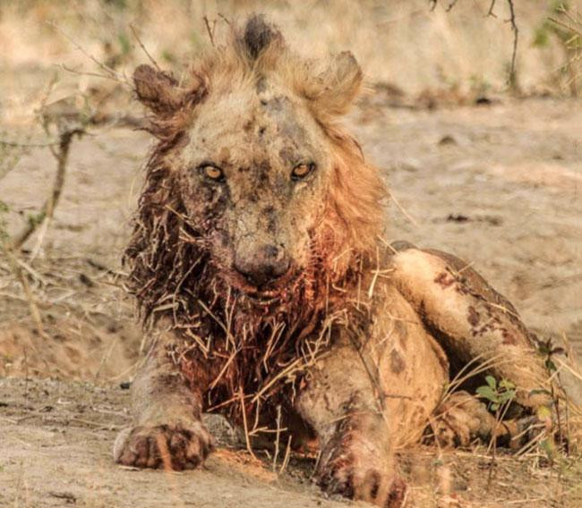 Theo anh Matt Armstrong-Ford, do bị dính rất nhiều vết thương nghiêm trọng trong cuộc chiến với trâu rừng, nên chú sư tử tử này đã không còn sức tự vệ và cuối cùng phải bỏ mạng khi đụng độ với bầy linh cẩu. Theo anh Matt Armstrong-Ford, do bị dính rất nhiều vết thương nghiêm trọng trong cuộc chiến với trâu rừng, nên chú sư tử tử này đã không còn sức tự vệ và cuối cùng phải bỏ mạng khi đụng độ với bầy linh cẩu.