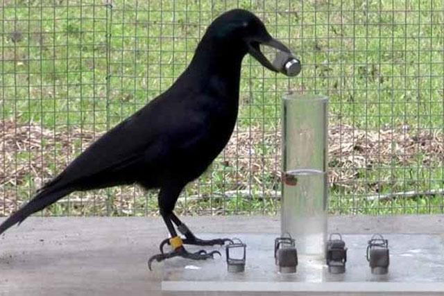 Chú quạ biết dụng các đồ có sẵn để lấy thức ăn trong ly cao.