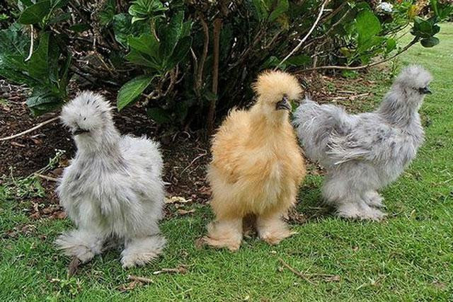 Gà lông lụa hay còn gọi là gà Silkie là một giống gà có nguồn gốc từ Trung Quốc. Sở dĩ có cái tên này là do bộ lông của chúng giống như tơ và đặc biệt là da, thịt, xương của chúng đều có màu đen. Ngoài ra, giống gà này cũng có điểm khác biệt ở dái tai màu xanh, mỗi chân có 5 ngón trong khi hầu hết các loài gà khác đều chỉ có 4. Gà lông lụa hay còn gọi là gà Silkie là một giống gà có nguồn gốc từ Trung Quốc. Sở dĩ có cái tên này là do bộ lông của chúng giống như tơ và đặc biệt là da, thịt, xương của chúng đều có màu đen. Ngoài ra, giống gà này cũng có điểm khác biệt ở dái tai màu xanh, mỗi chân có 5 ngón trong khi hầu hết các loài gà khác đều chỉ có 4.