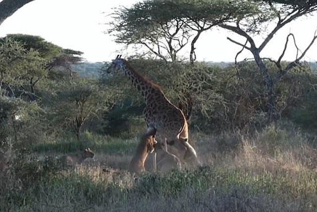 Bầy sư tử tóm gọn hươu cao cổ.