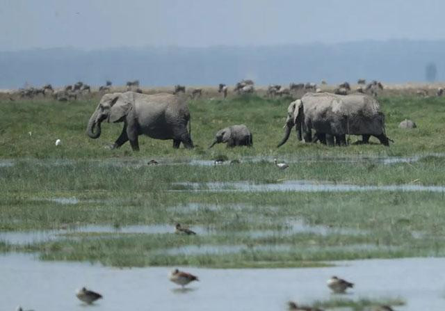 Những chú voi ở công viên quốc gia Amboseli thuộc Amboseli, Kenya. Những chú voi ở công viên quốc gia Amboseli thuộc Amboseli, Kenya.