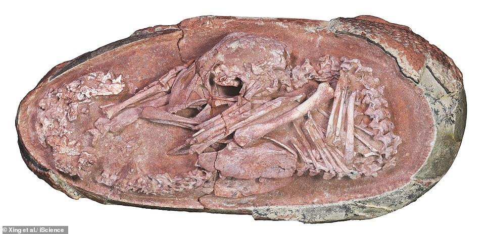 Quả trứng khủng long hóa thạch được khai quật ở miền nam Trung Quốc, có niên đại khoảng 66-72 triệu năm. Ảnh Daily Mail.