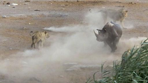 Cuối cùng, những con sư tử đã không thể biến tê giác thành bữa ăn thịnh soạn.