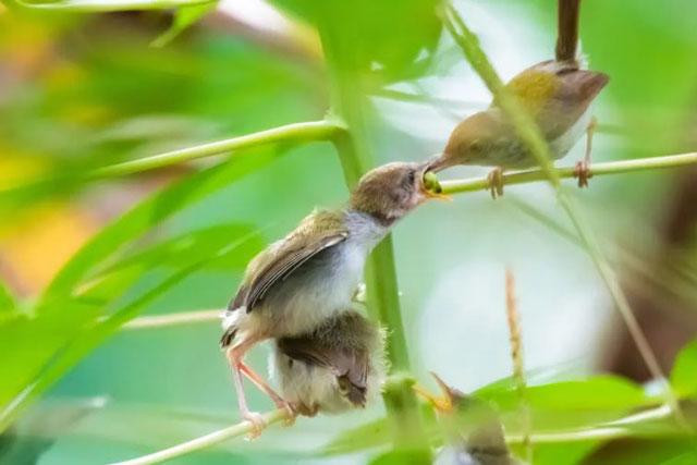 Chim Prenjak đang cho con ăn trên cành cây ở miền trung Java, Ungaran, Indonesia. Ảnh: WF Sihardian. Chim Prenjak đang cho con ăn trên cành cây ở miền trung Java, Ungaran, Indonesia. Ảnh: WF Sihardian.