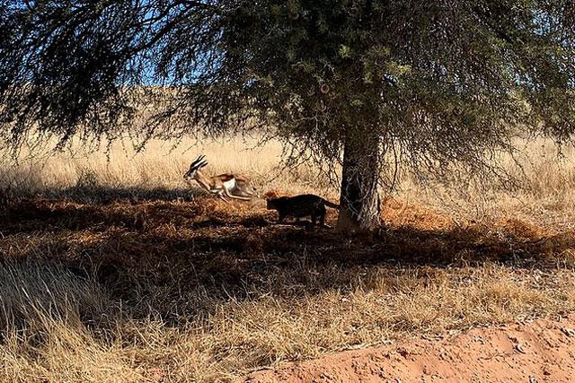 Báo hoa mai lao ra tóm gọn linh dương. Báo hoa mai lao ra tóm gọn linh dương.