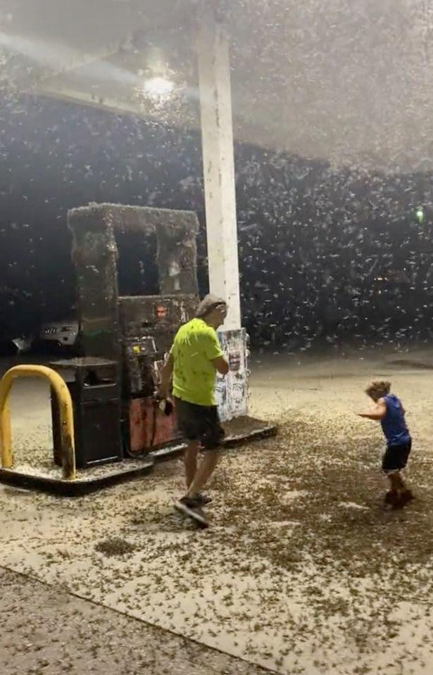 Nhiều người hốt hoảng vì hàng triệu con ruồi tràn vào "xâm chiếm" trạm xăng. Nhiều người hốt hoảng vì hàng triệu con ruồi tràn vào "xâm chiếm" trạm xăng.