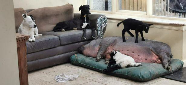 Hai chú cừu tinh nghịch chạy nhảy trên bụng "bố nuôi" Francisco