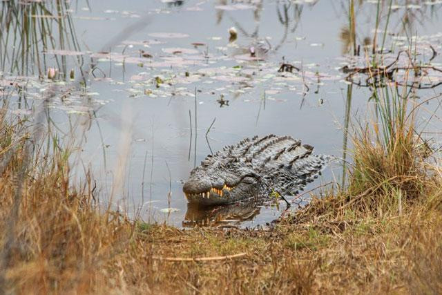 Trong thiên nhiên hoang dã, cá sấu sông Nile có thể dài tới 7m và nặng khoảng 1 tấn. Chúng chính là “nỗi khiếp sợ” của bất cứ loài động vật nào khi tới gần các con sông ở châu Phi. Trong thiên nhiên hoang dã, cá sấu sông Nile có thể dài tới 7m và nặng khoảng 1 tấn. Chúng chính là “nỗi khiếp sợ” của bất cứ loài động vật nào khi tới gần các con sông ở châu Phi.