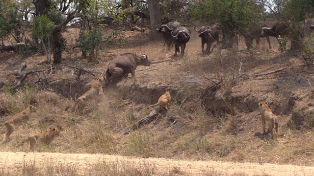 Một con sư tử cái cắn vào chân con trâu và cố gắng kéo nó xuống dốc. Một con sư tử cái cắn vào chân con trâu và cố gắng kéo nó xuống dốc.